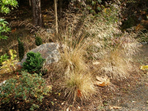 photo of fall ornamental grass