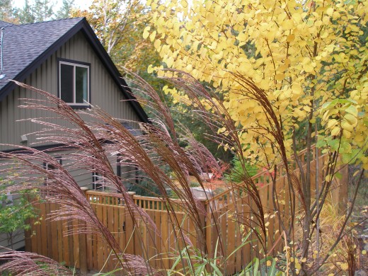 photo of Miscanthus flowers in fall