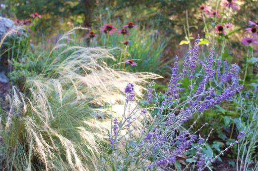 photo of grass perennial combo