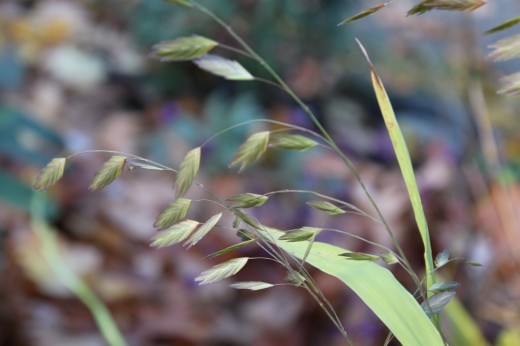 photo of northern sea oats